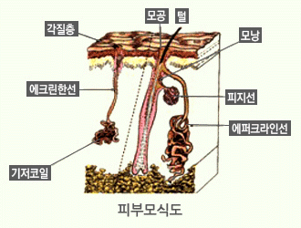 다한증이란?